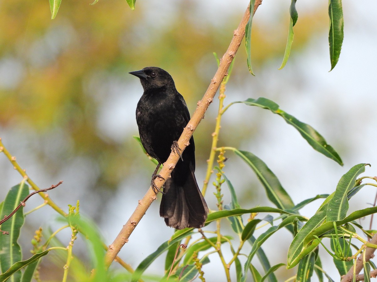 Unicolored Blackbird - ML646111942