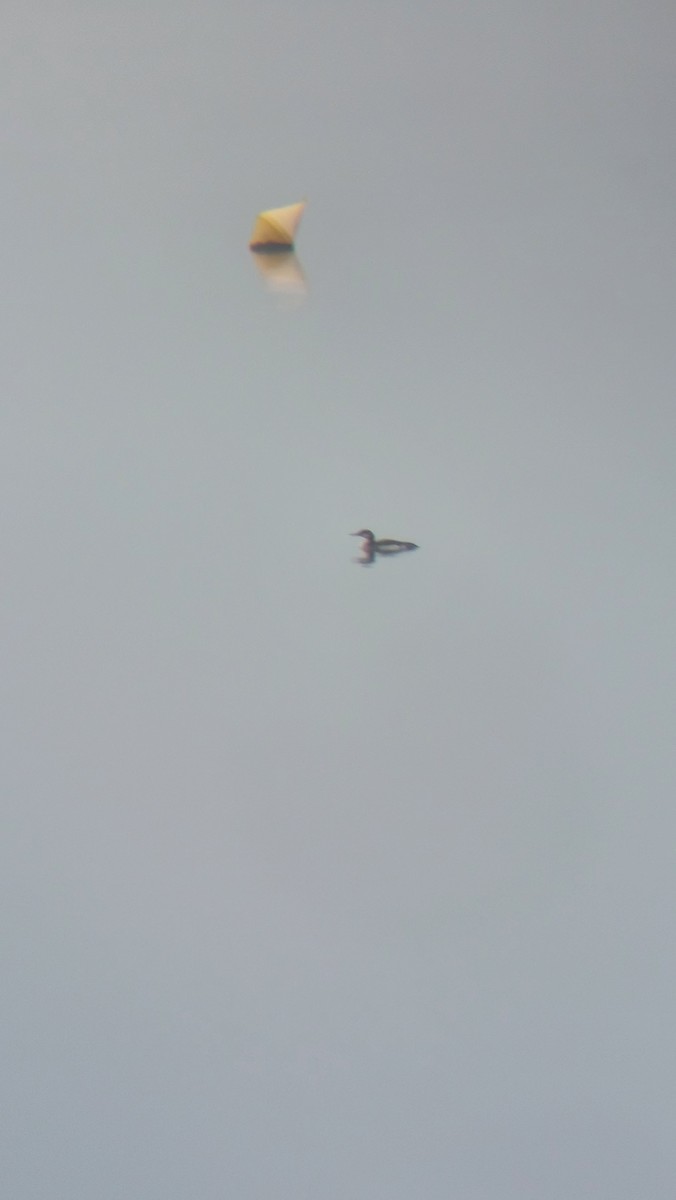 Arctic Loon - ML646111943