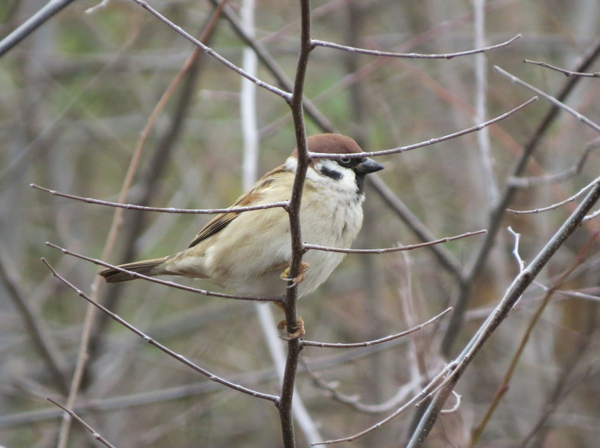 Eurasian Tree Sparrow - ML646111946
