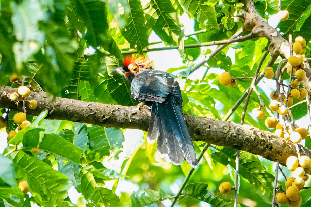 Red-crested Malkoha - ML646111947
