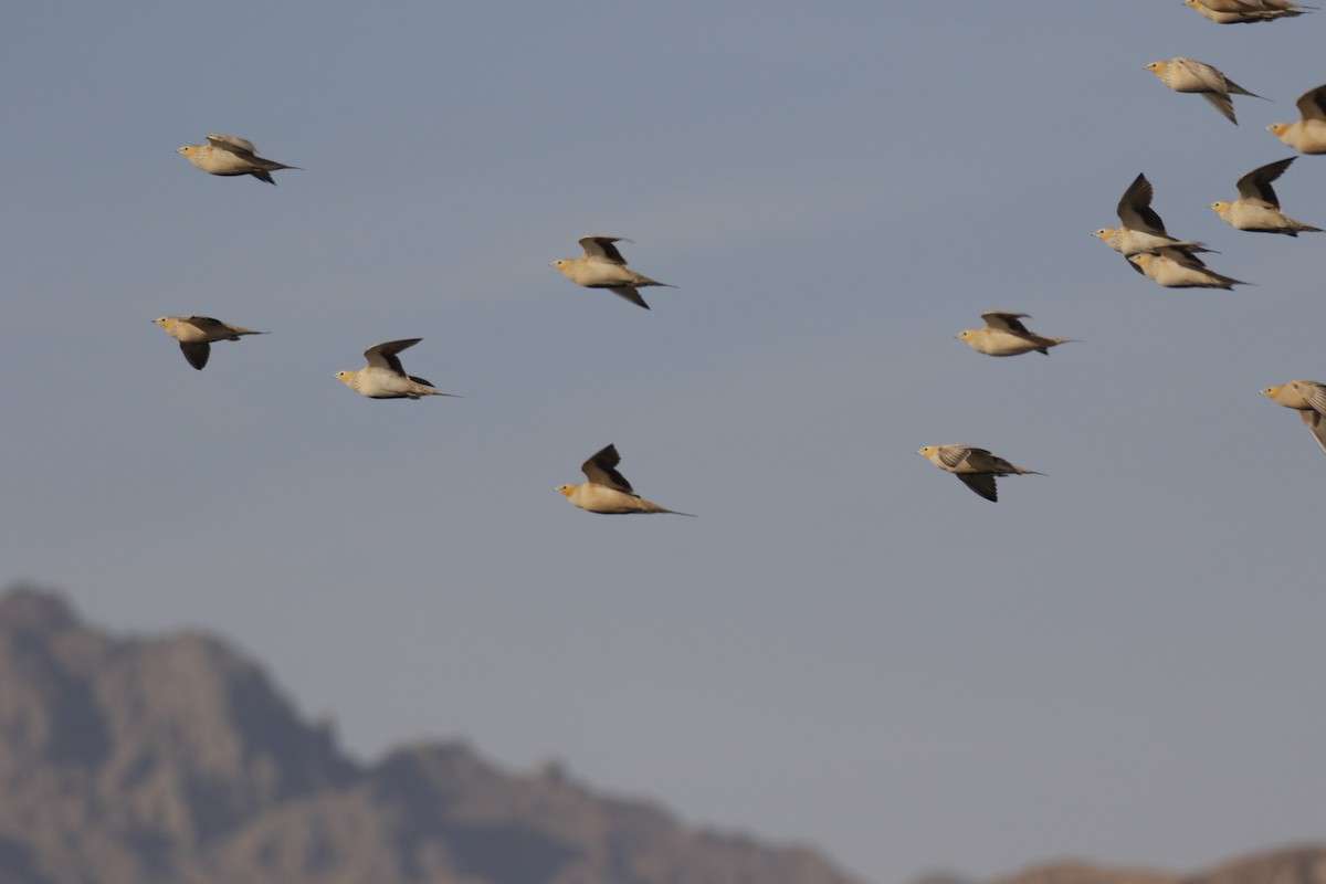 Spotted Sandgrouse - ML646111949