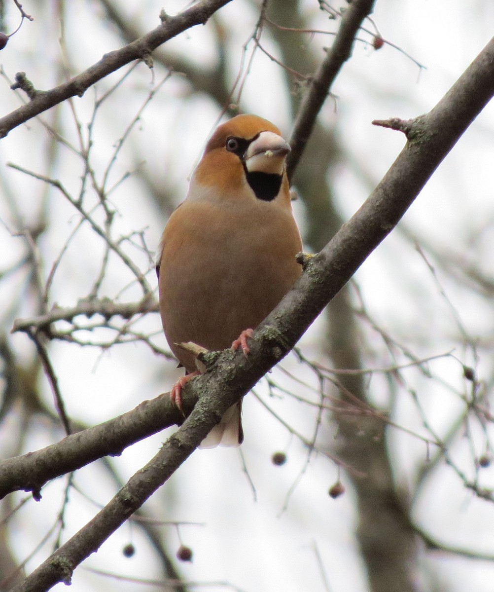 Hawfinch - ML646111950