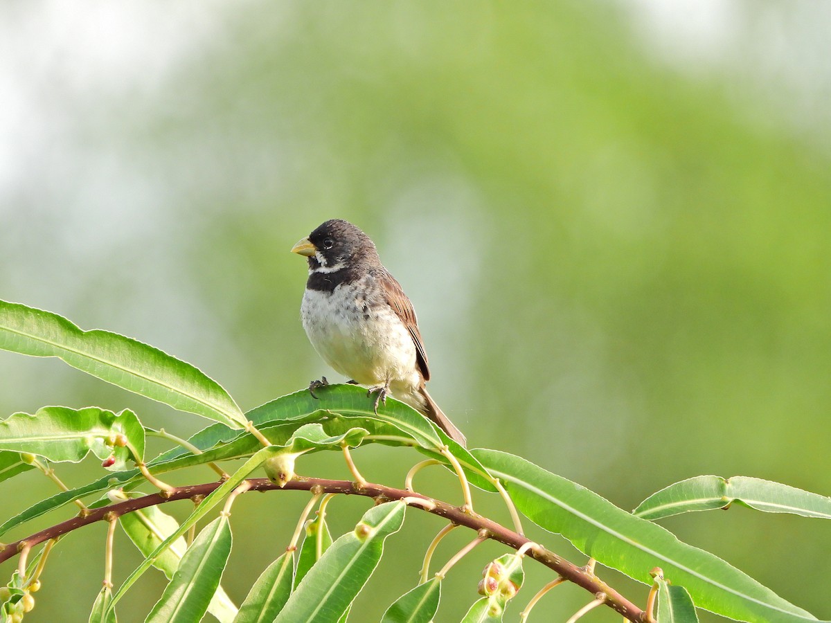 Double-collared Seedeater - ML646111951