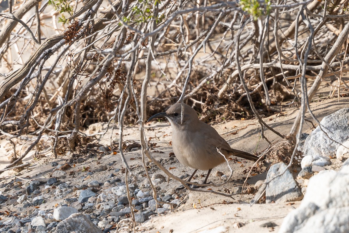 LeConte's Thrasher - ML646111952