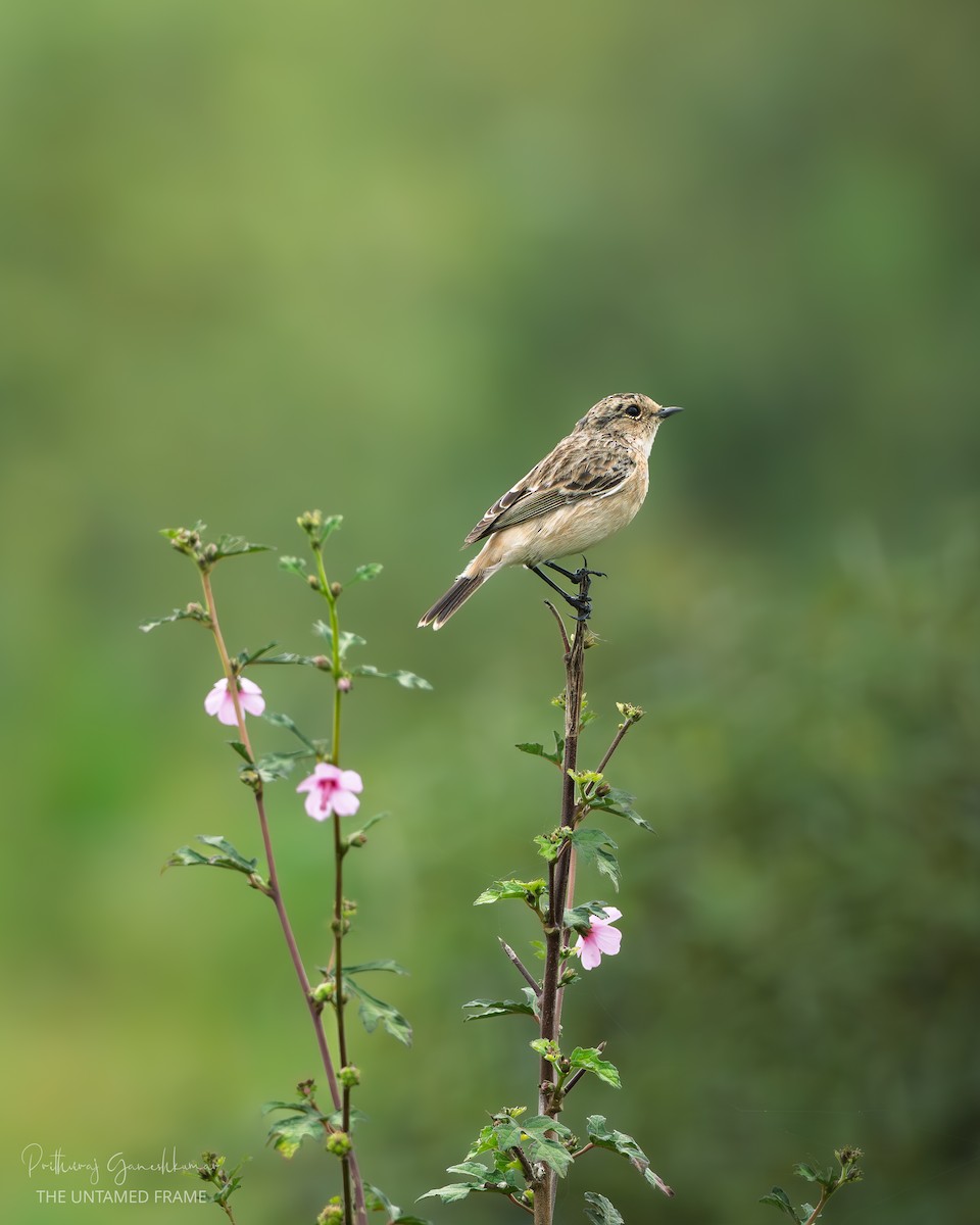 Pallasschwarzkehlchen - ML646111953