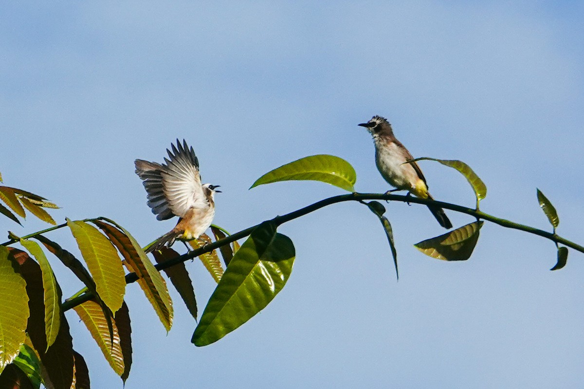 Yellow-vented Bulbul - ML646111954