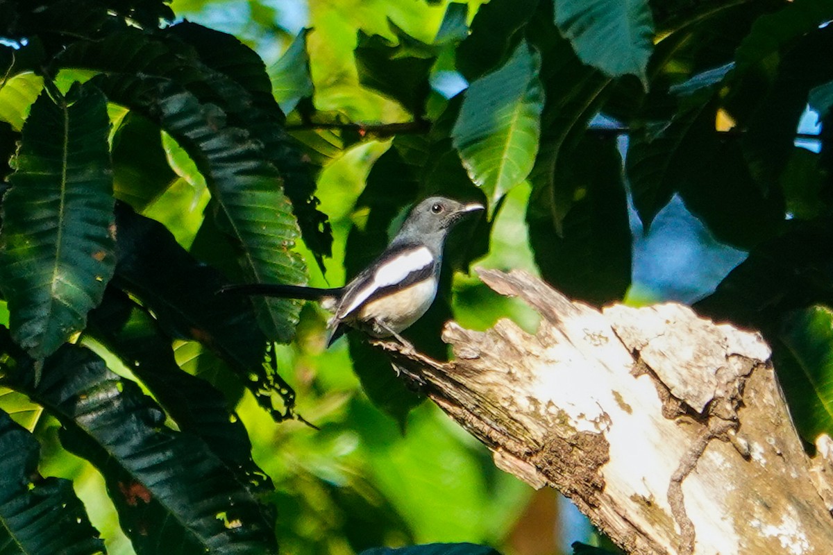 Philippine Magpie-Robin - ML646111961