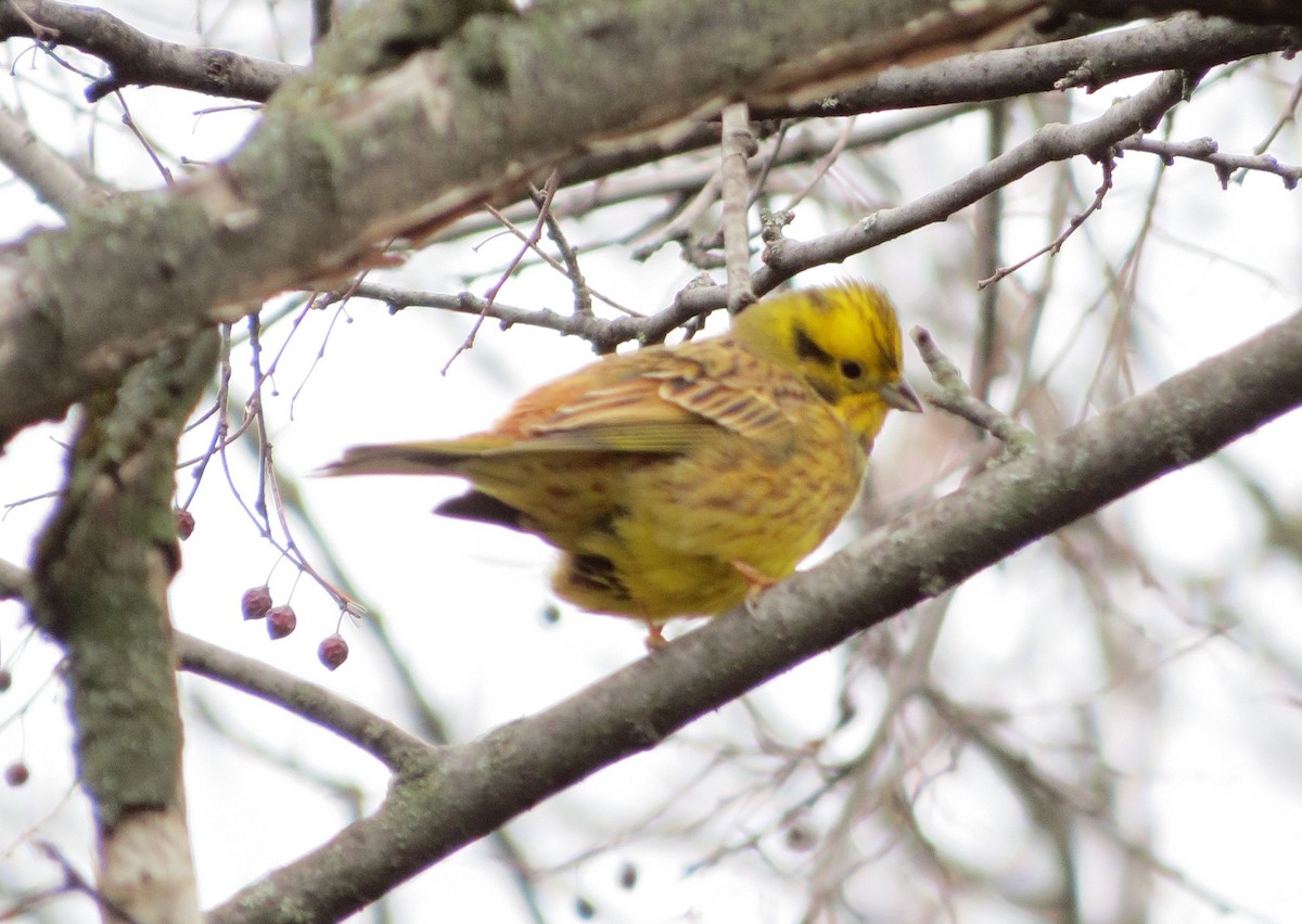 Yellowhammer - ML646111965