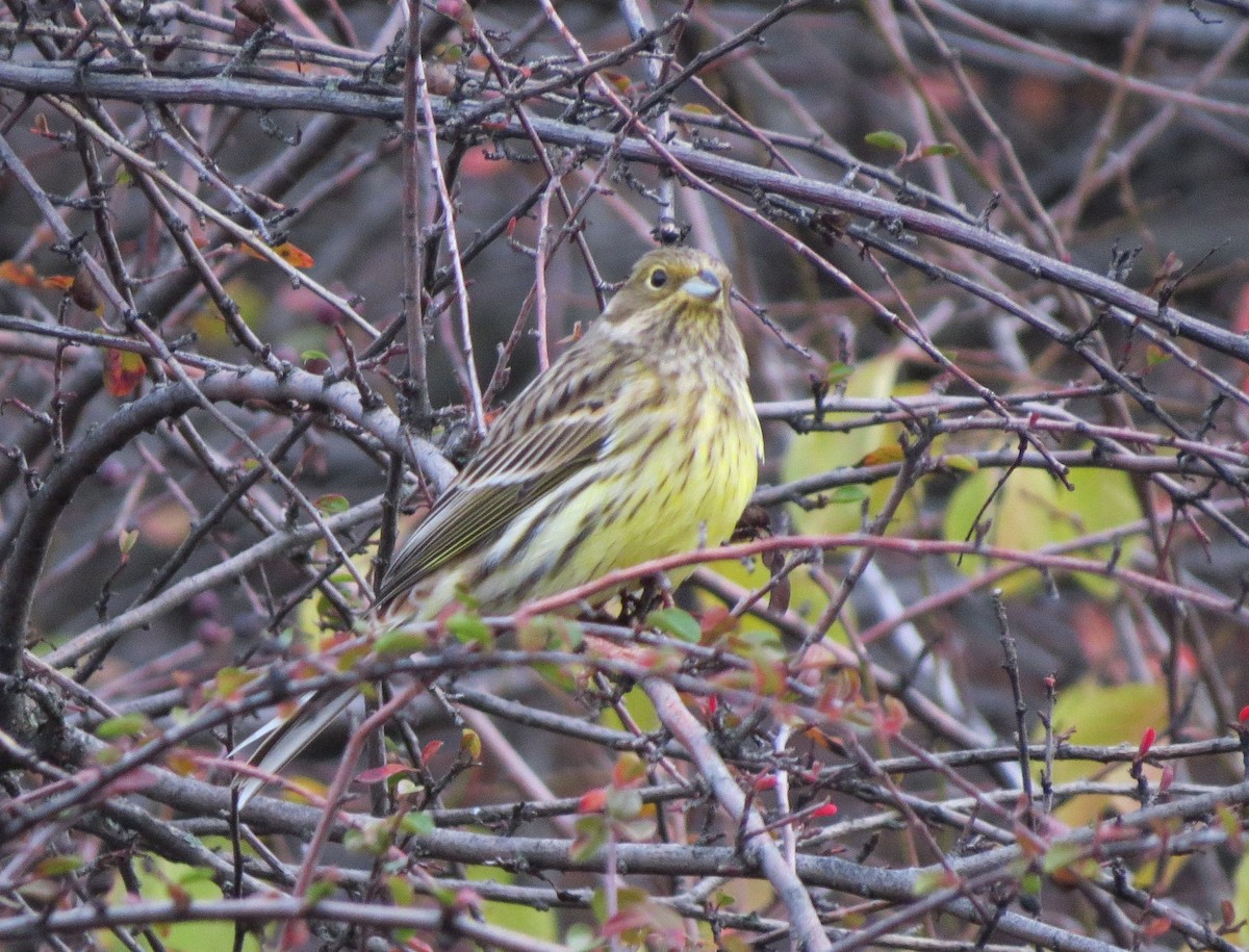 Yellowhammer - ML646111966