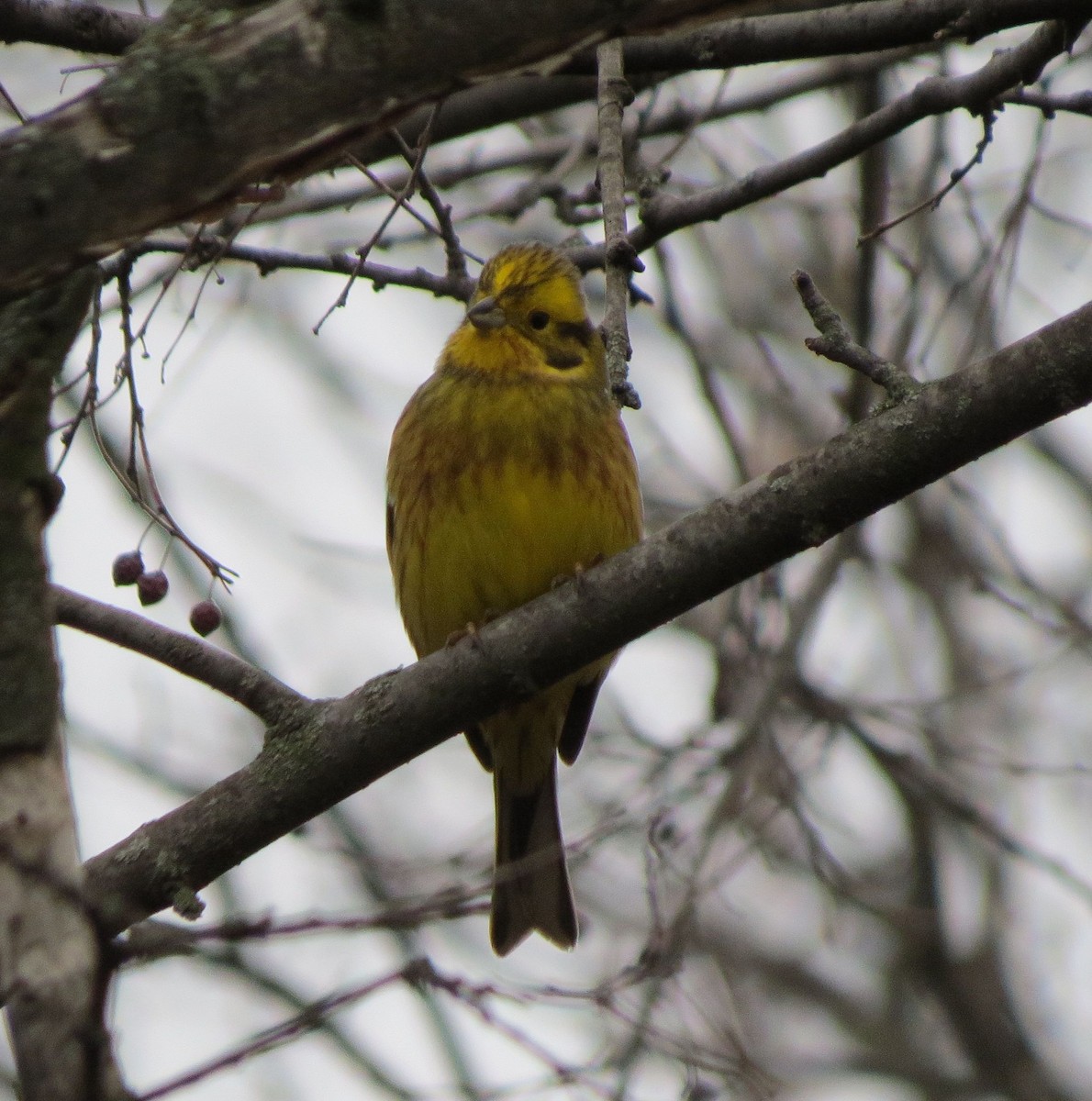 Yellowhammer - ML646111967