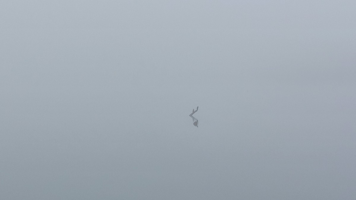 Great Cormorant - ML646111969