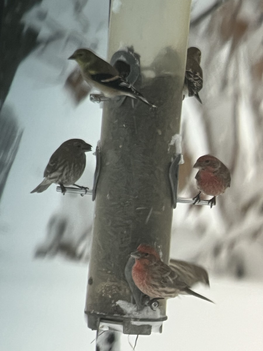 Roselin familier - ML646111973