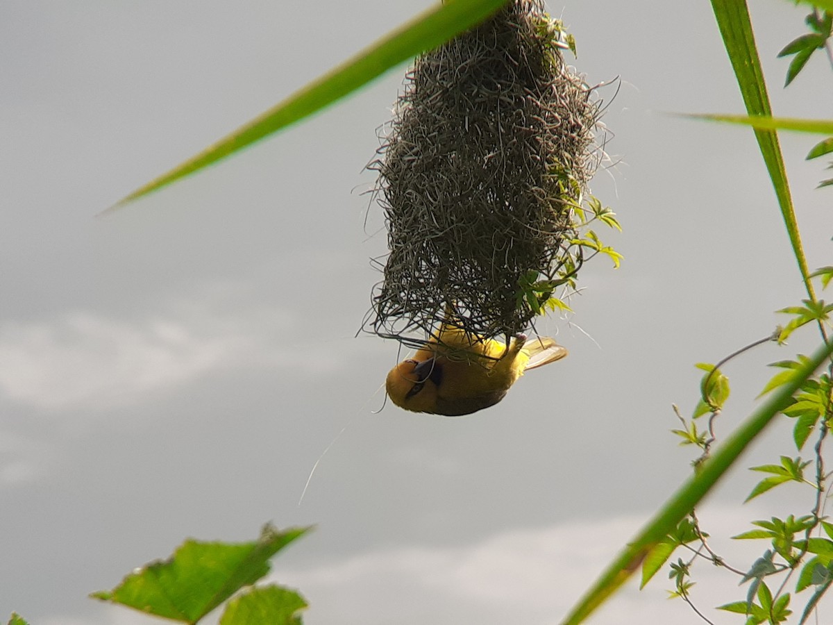 Spectacled Weaver - ML646111980