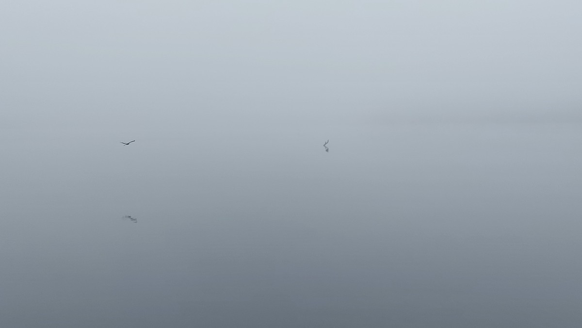 Gray Heron - ML646111988