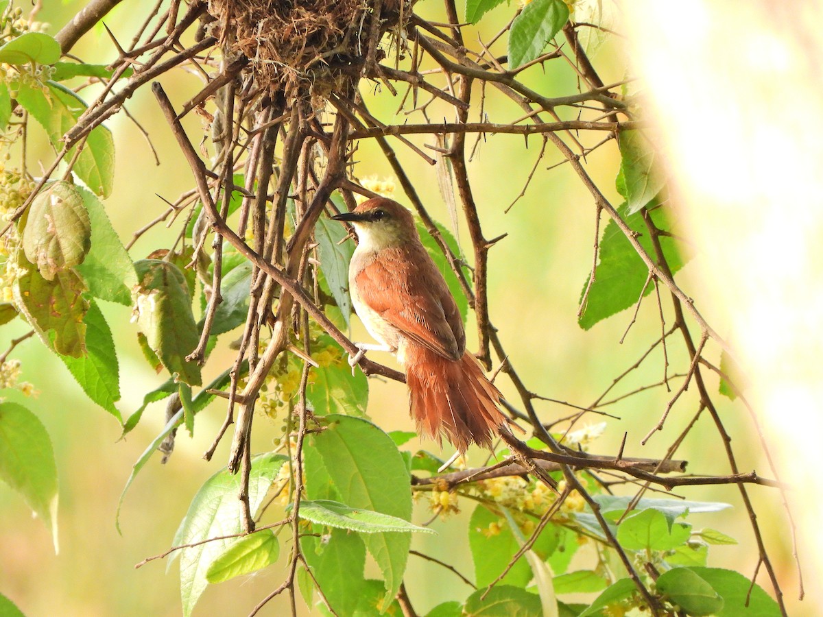 Yellow-chinned Spinetail - ML646111989