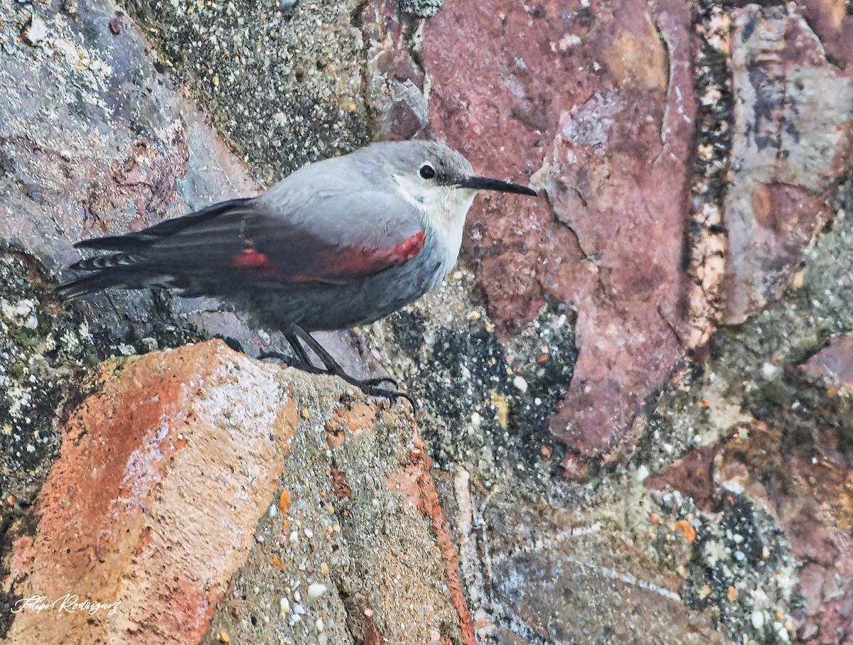 Wallcreeper - ML646111993