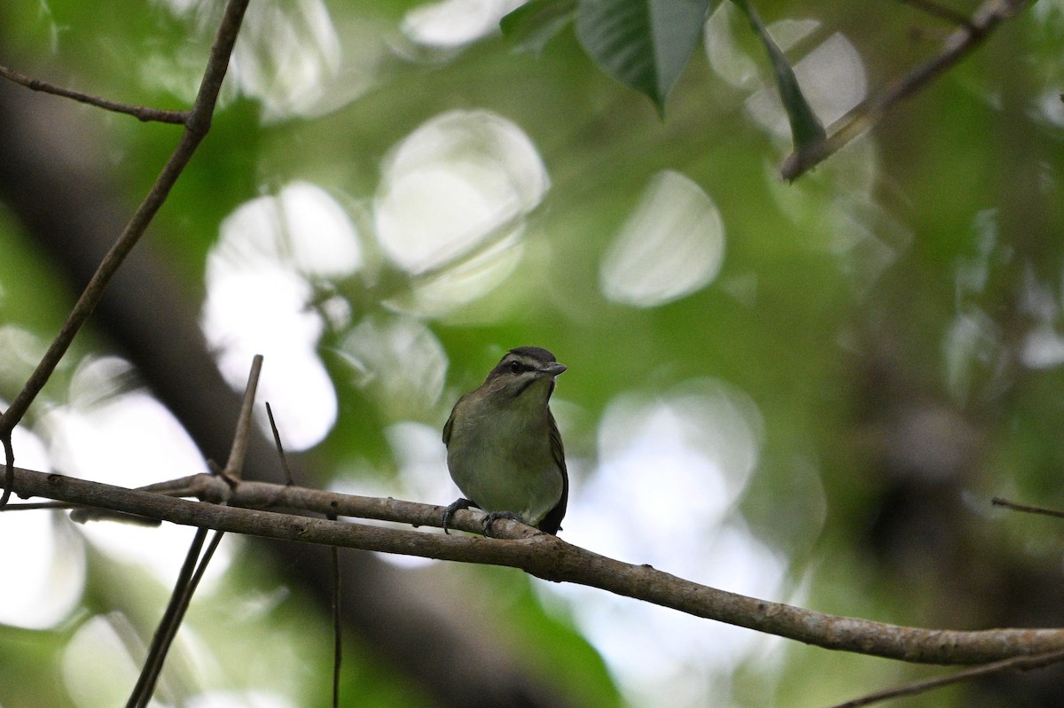 Black-whiskered Vireo - ML646111996