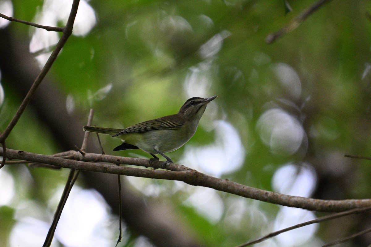 Black-whiskered Vireo - ML646111997