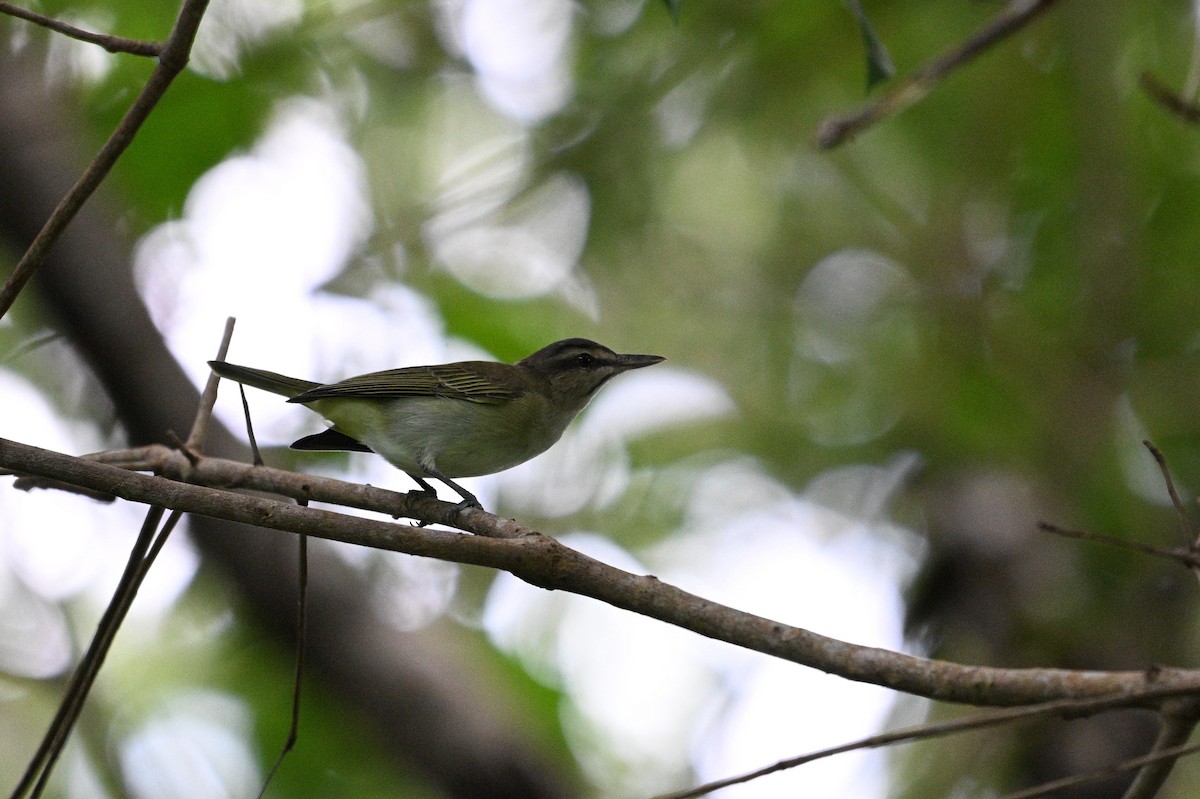 Black-whiskered Vireo - ML646111998