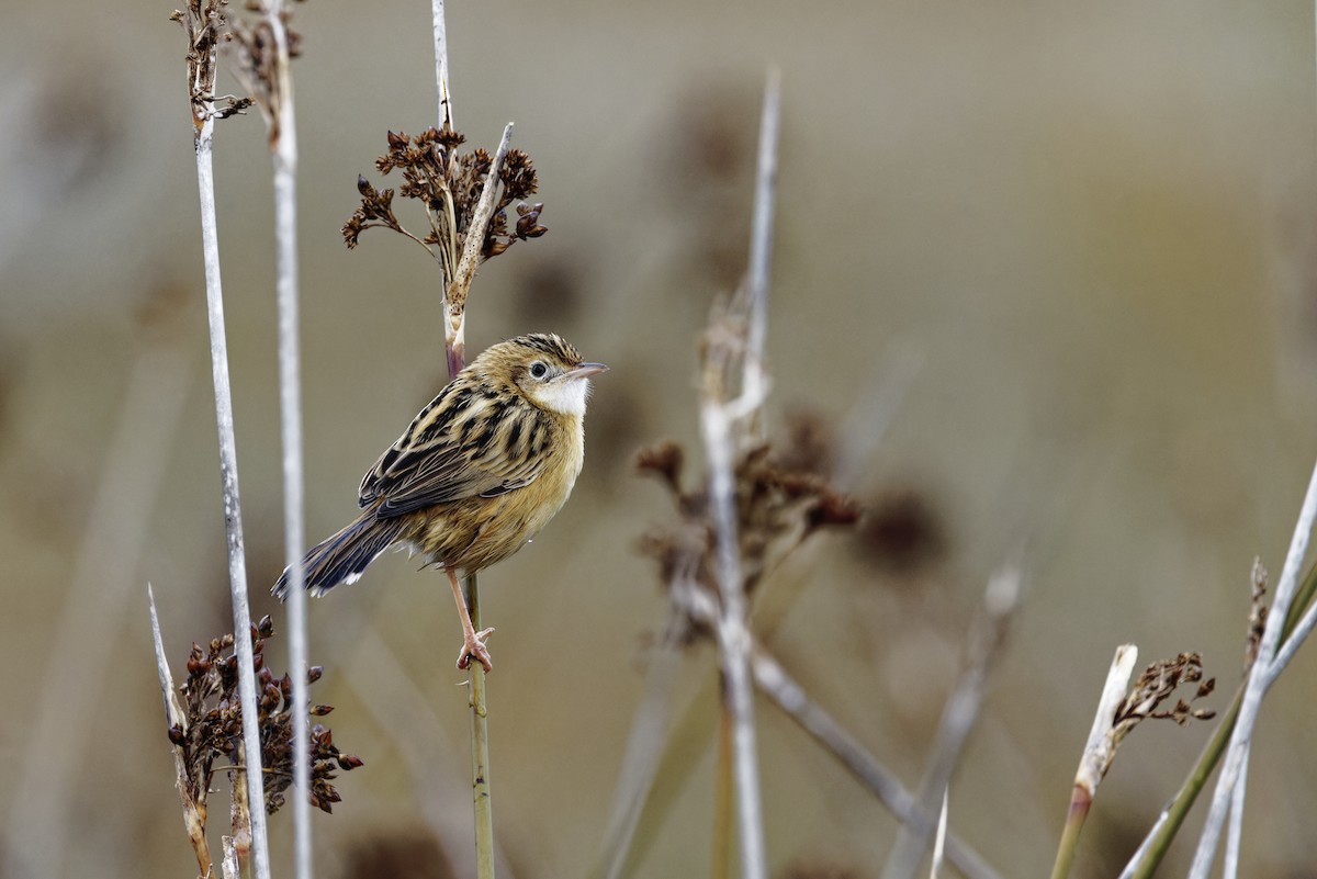 Zitting Cisticola - ML646111999