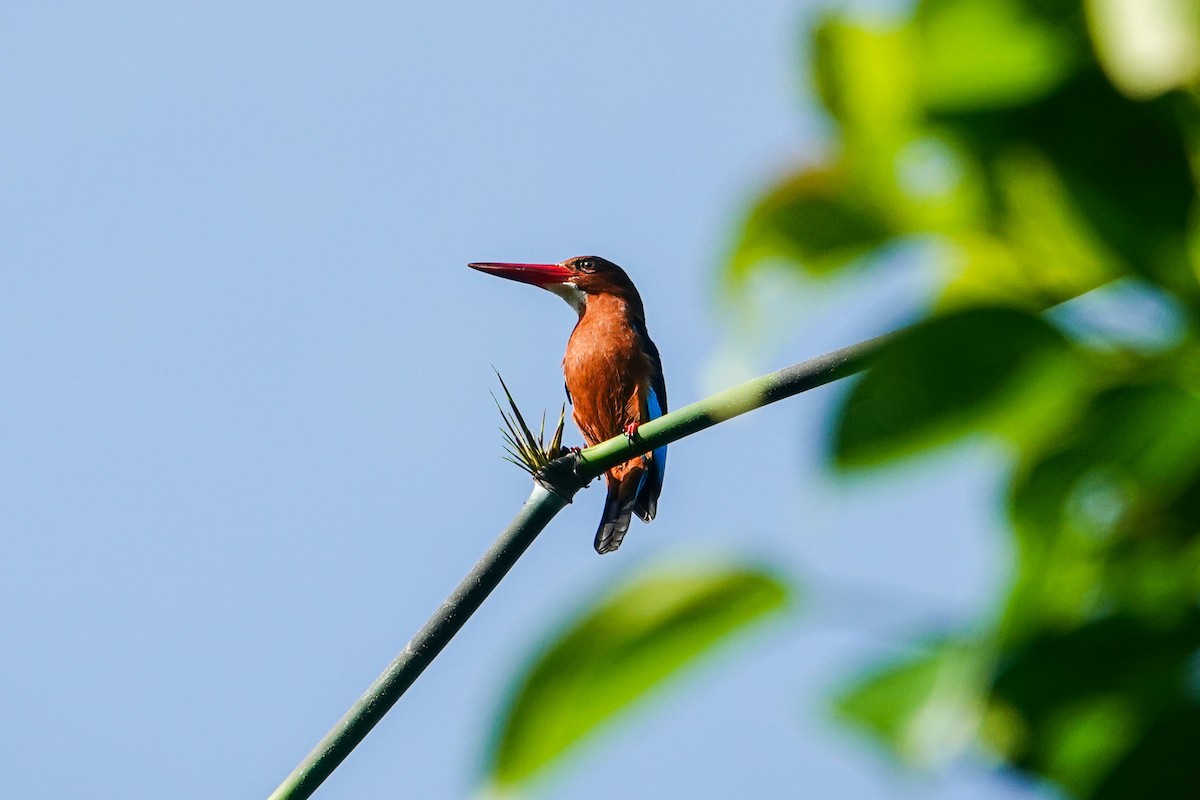 Brown-breasted Kingfisher - ML646112001