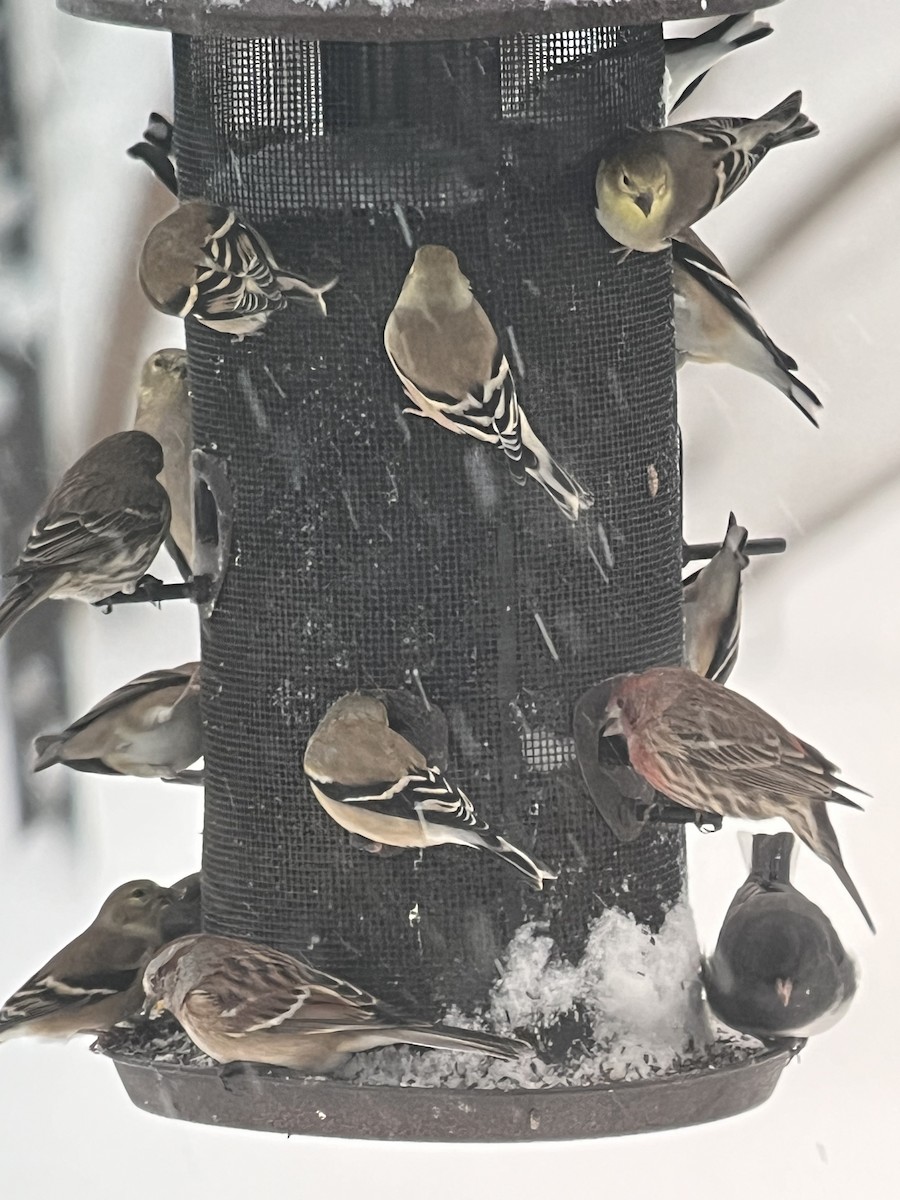 Пасовник північний - ML646112002