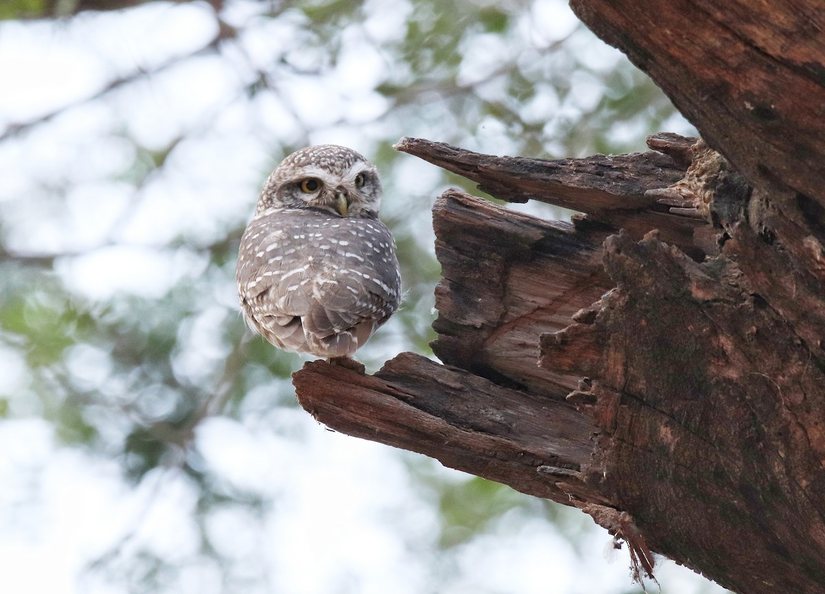 Spotted Owlet - ML646112009