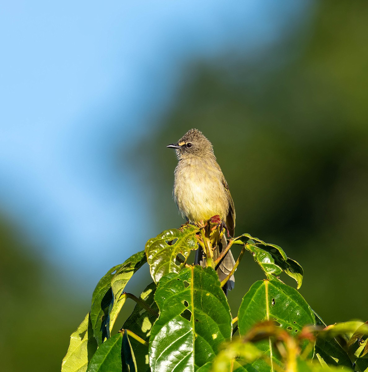 Flavescent Bulbul - ML646112011