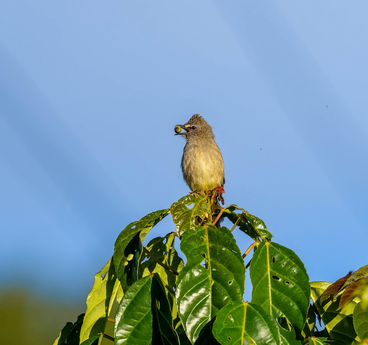 Flavescent Bulbul - ML646112012