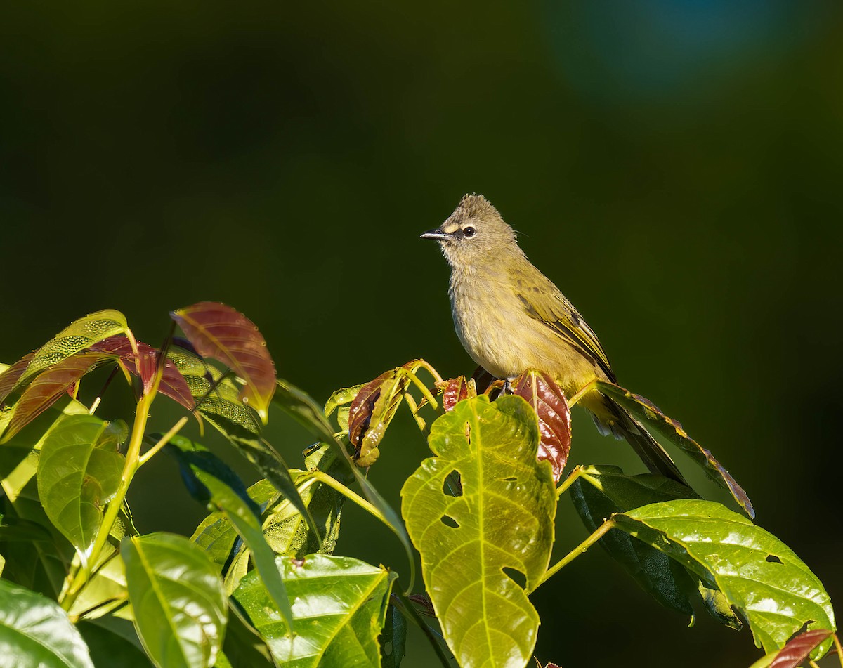Flavescent Bulbul - ML646112013