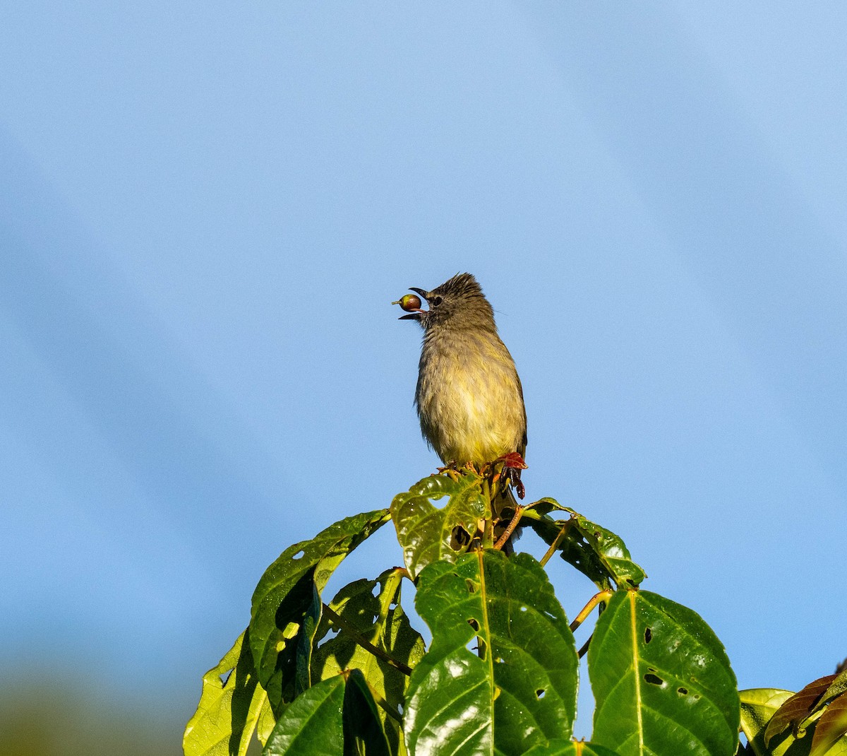 Flavescent Bulbul - ML646112014