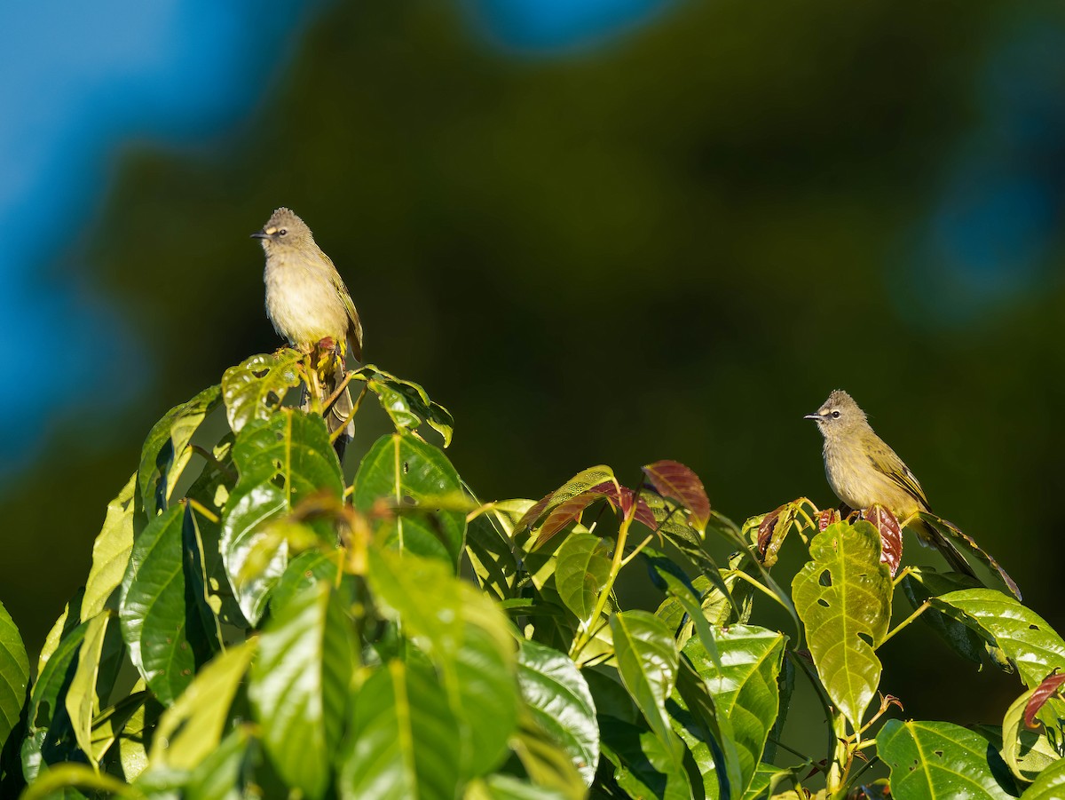 Flavescent Bulbul - ML646112015