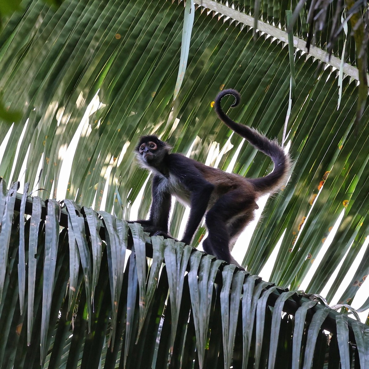 Central American Spider Monkey - ML646112020