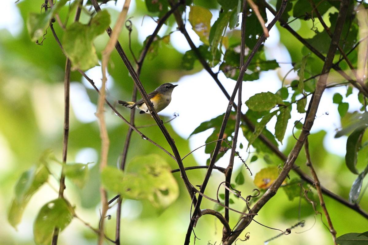 American Redstart - ML646112021