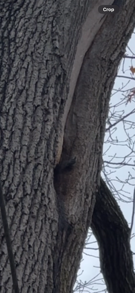 Red-breasted Nuthatch - ML646112023