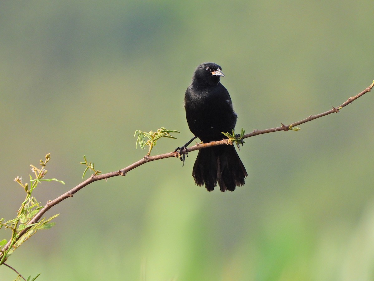 Unicolored Blackbird - ML646112027