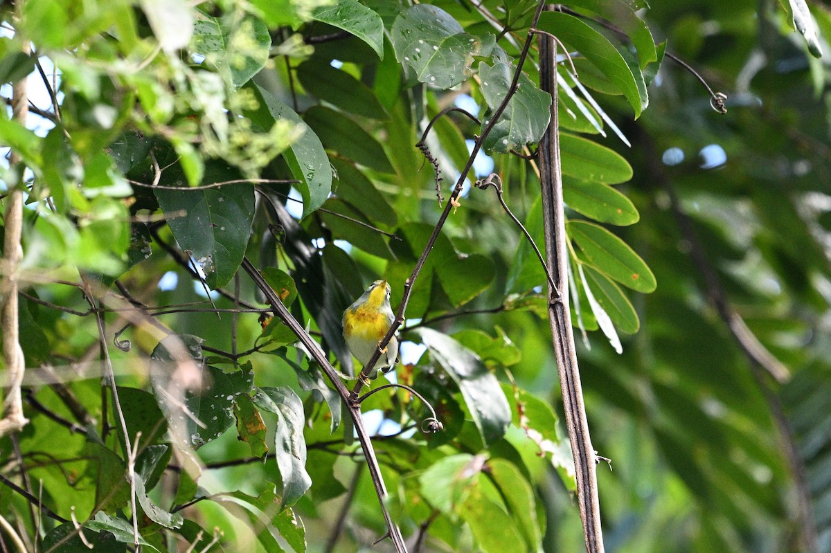 Northern Parula - ML646112028