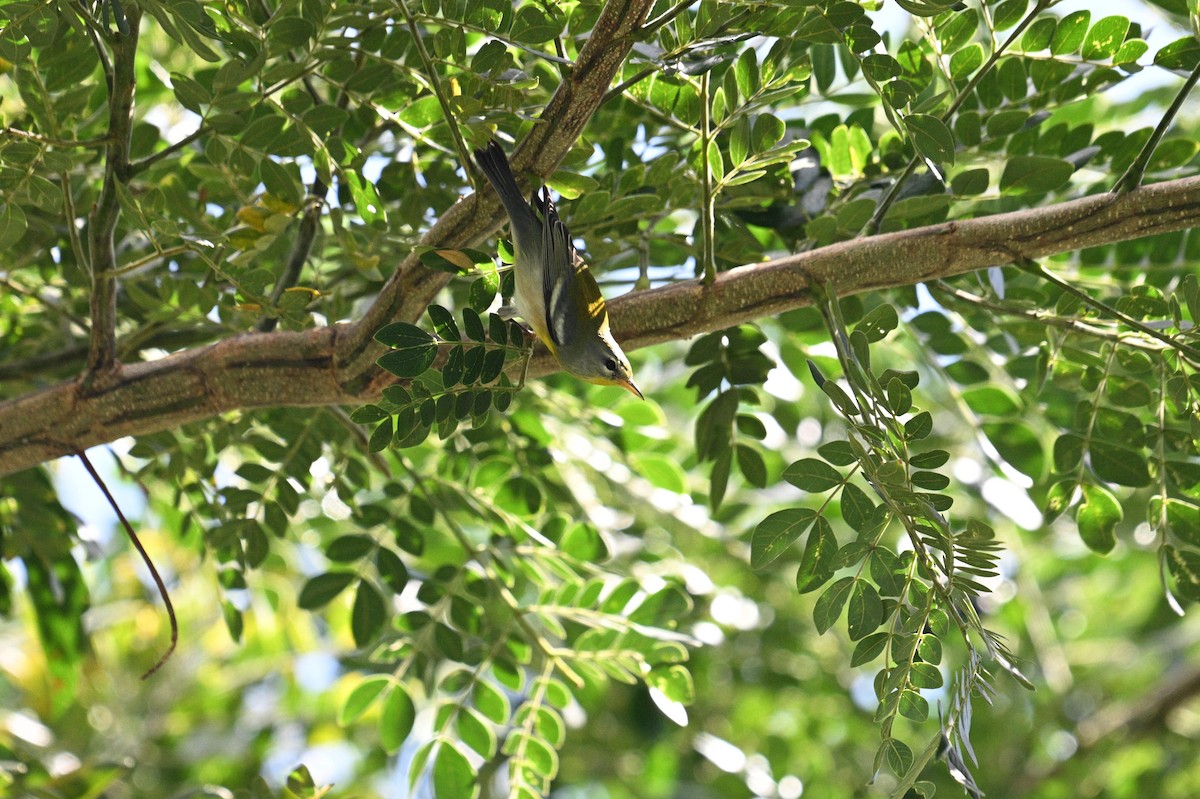 Northern Parula - ML646112029