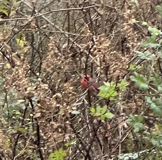 Northern Cardinal - ML646112034