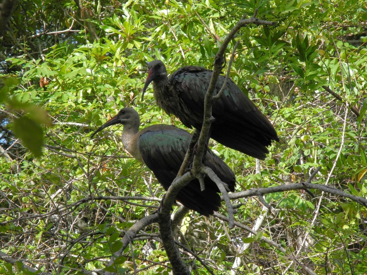 Hadada Ibis - ML646112035