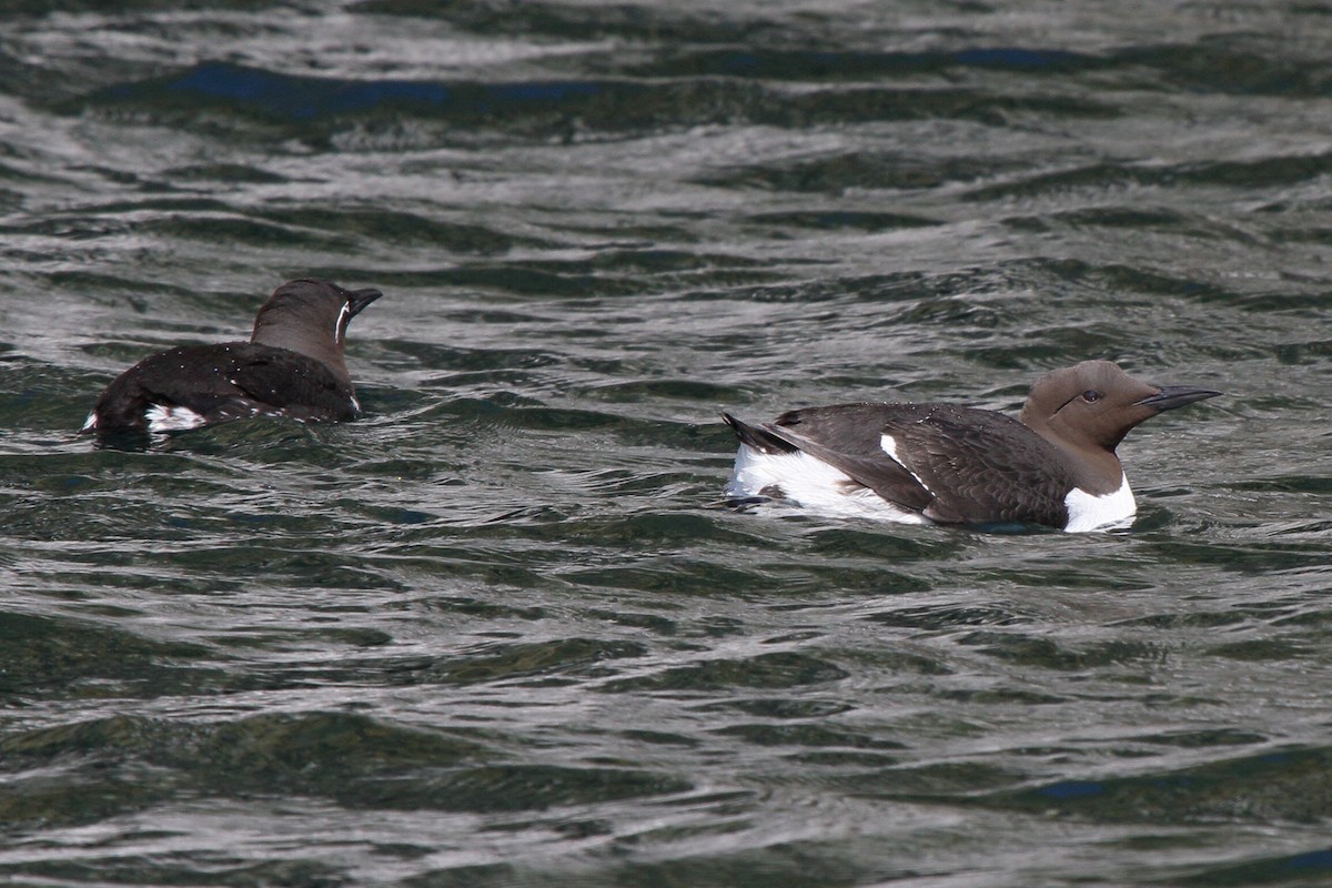Common Murre - ML646112037