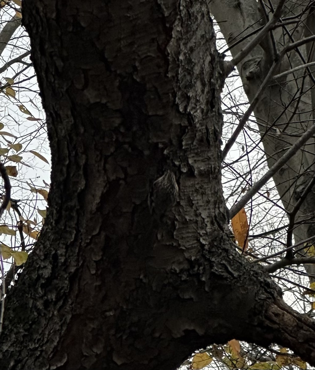 Brown Creeper - ML646112038