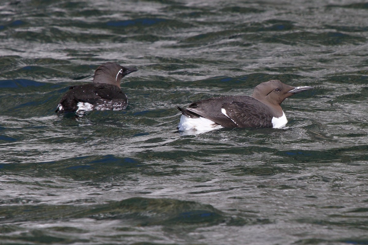 Common Murre - ML646112039