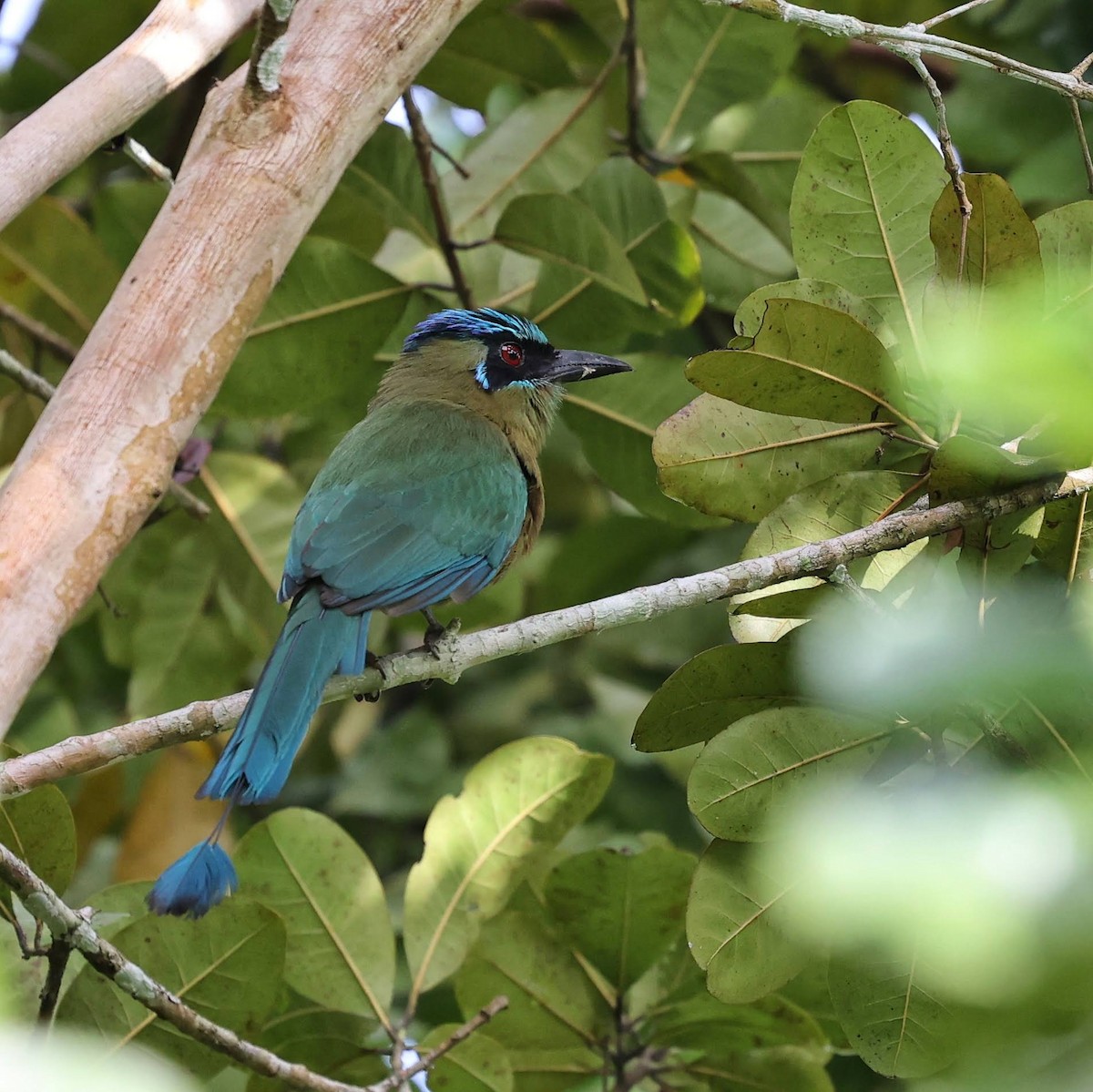 Lesson's Motmot - ML646112041