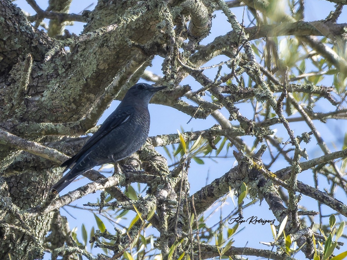 Blue Rock-Thrush - ML646112042