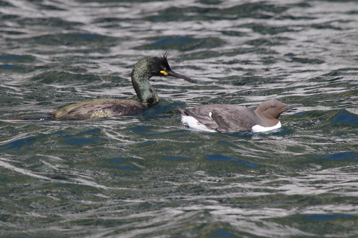 European Shag - ML646112043