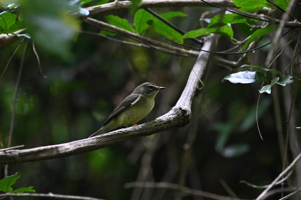Black-throated Blue Warbler - ML646112044