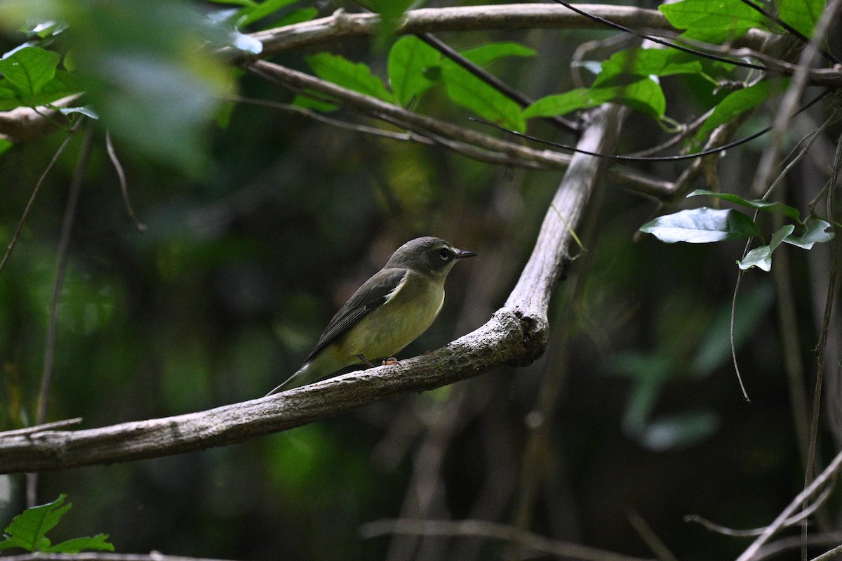 Black-throated Blue Warbler - ML646112045