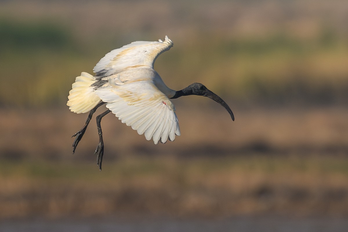 Black-headed Ibis - ML646112047