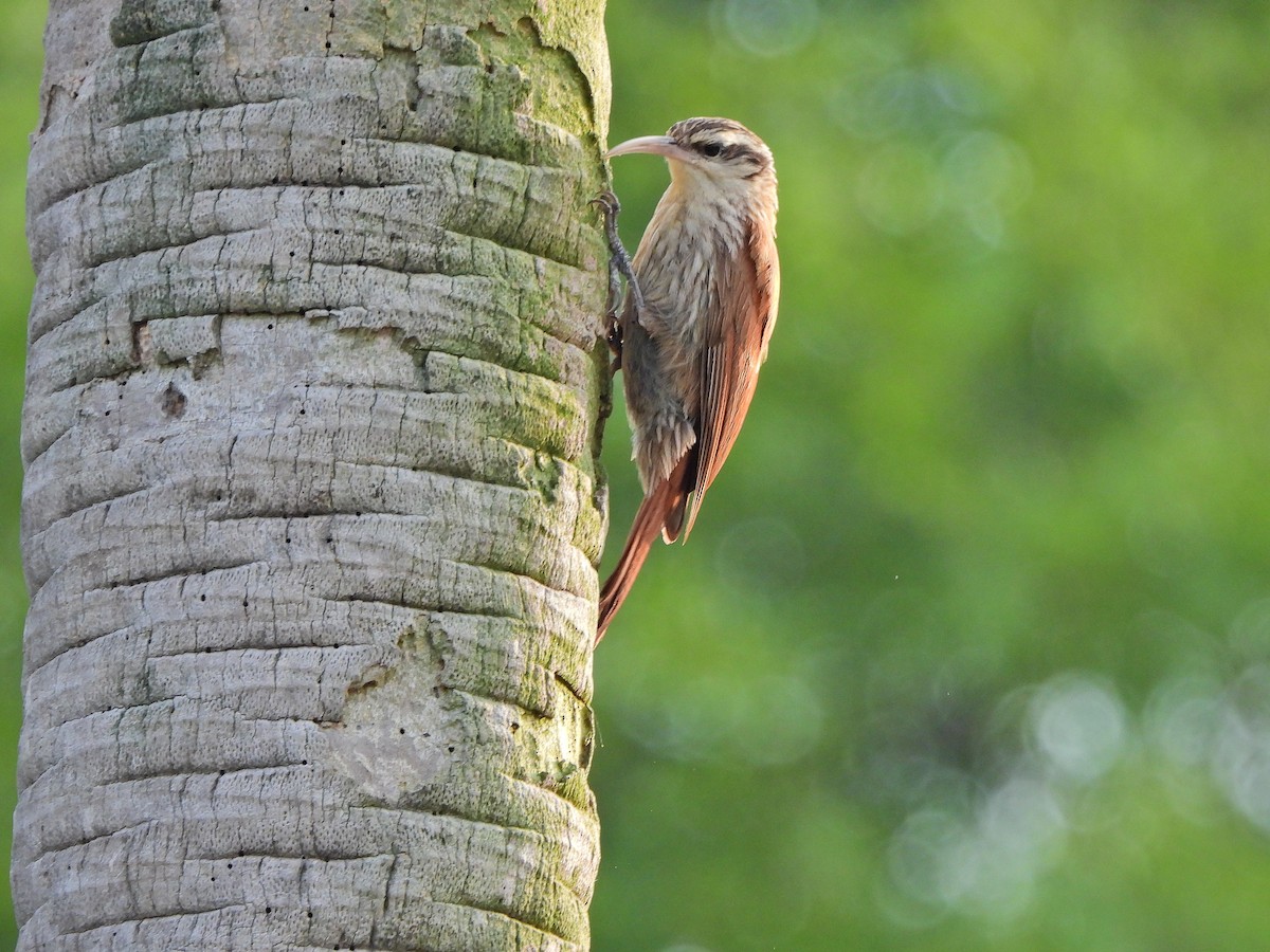 Narrow-billed Woodcreeper - ML646112048